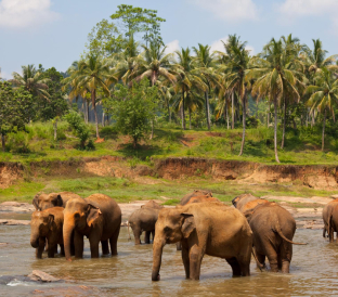 Domestic Tour Package